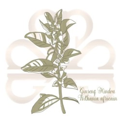 WITHANIA GINSENG HINDOU